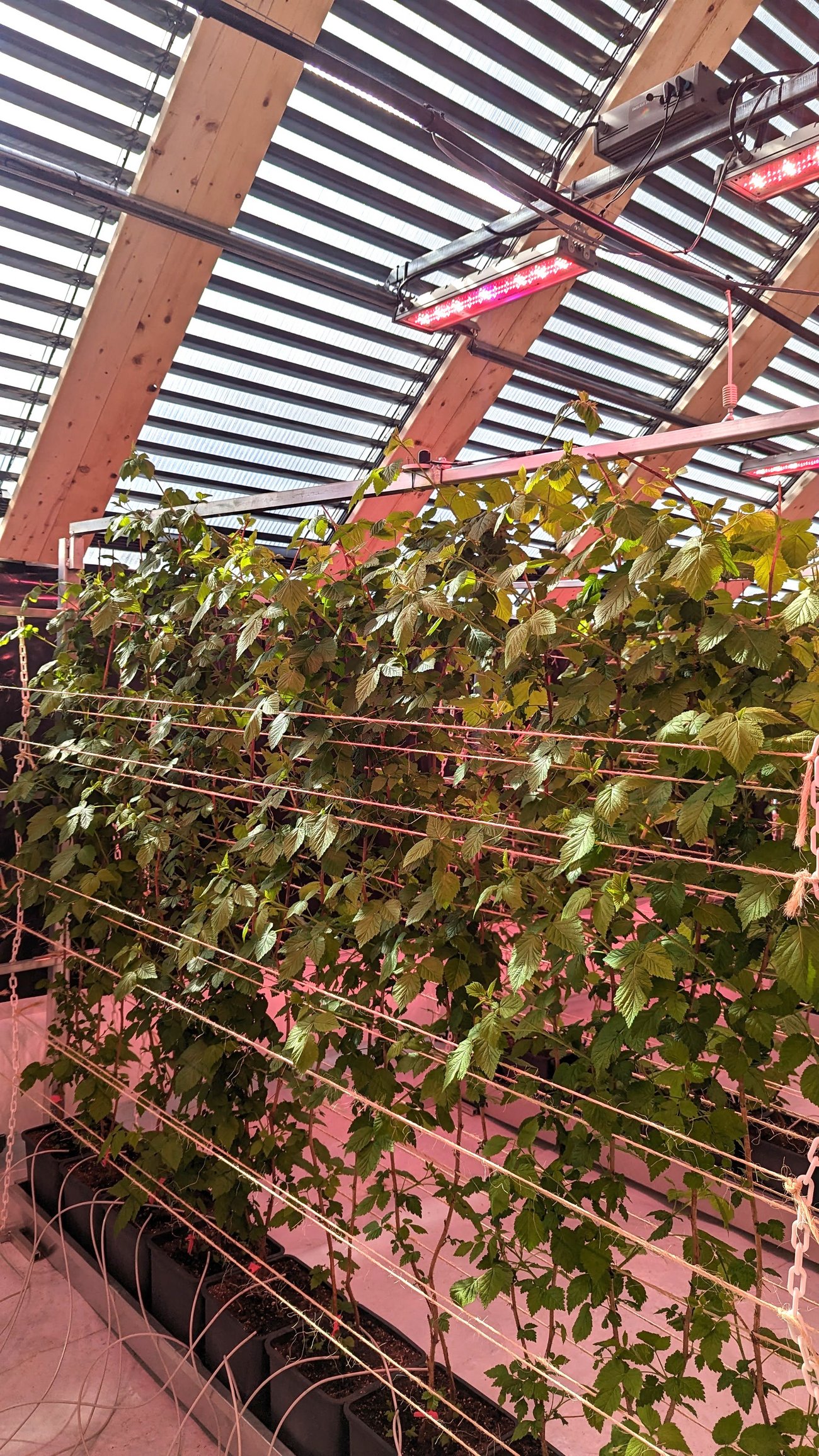 [Translate to English:] CANBerries